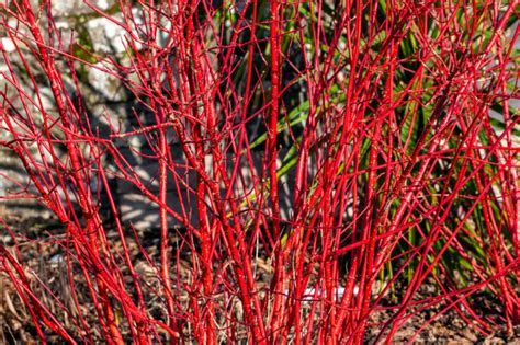 20 Captivating Plants With Red Stems Uk
