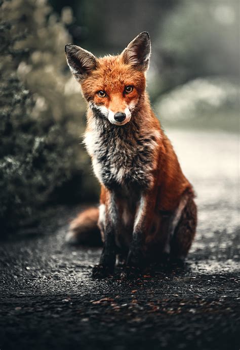 Fox | HD Images and Pictures Picamon