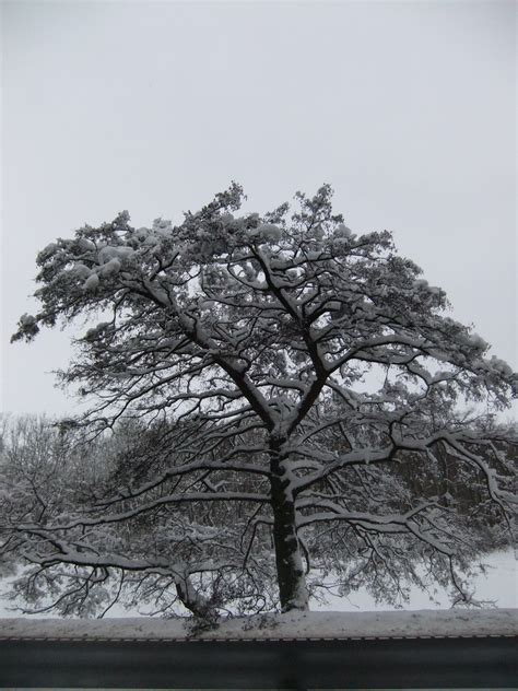 Free Images Tree Branch Snow Winter Black And White Leaf Flower