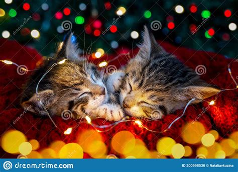 Christmas Cats Two Cute Little Striped Kittens Sleeping On Festive