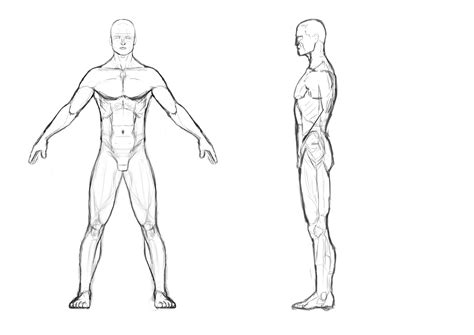 Human Body Outline Drawing At Getdrawings Free Download
