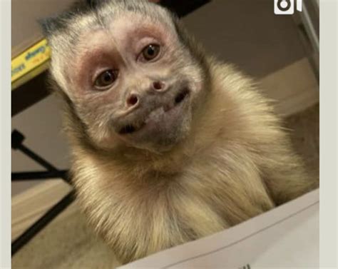Smiling Monkey En 2022 Fotos De Monos Bebes Monos Divertidos Fotos