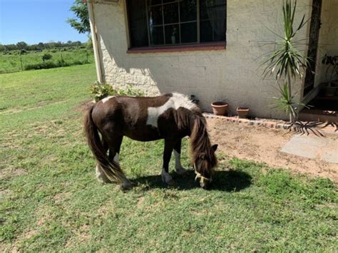 Miniature Horse 8hh34 Inch Stallion Horses And Ponies Gumtree