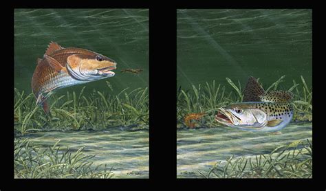 Fine Art Grass Flat Redfish Sea Trout Steve Whitlock Game Fish Art