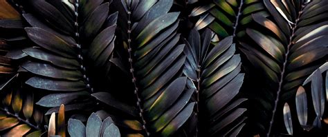 Tropical Leaves 4k Wallpapers Wallpaper Cave