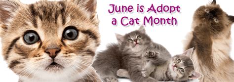 Need tips on cat adoption? June is National Adopt a Cat Month | Doggie Cakes - Pet ...