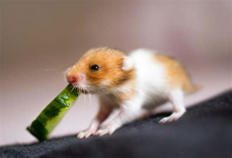 These 15 Cute Hamster Pictures Will Melt Your Heart