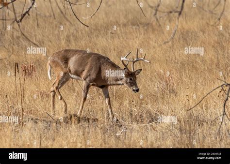 Whitetail Deer Buck In The Fall Rut In Colroado Stock Photo Alamy