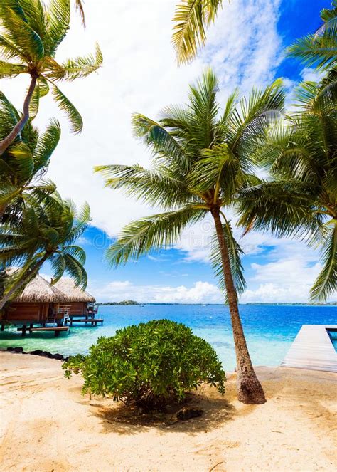 View Of The Sandy Beach With Palm Trees Bora Bora French Polynesia