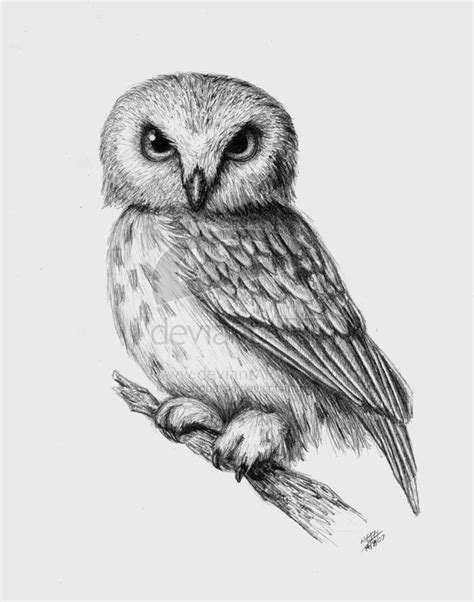 10 Images About Owl Drawings On Pinterest Coloring Books Coloring