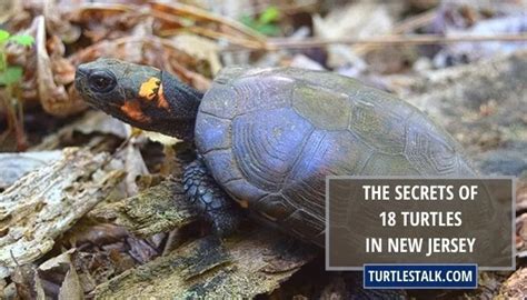 The Secrets Of 18 Turtles In New Jersey Turtles Talk