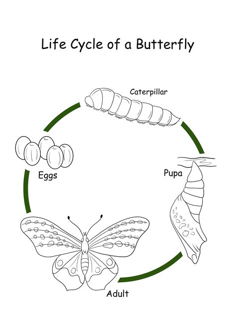 Life Cycle Of A Butterfly Coloring Page Free To Download