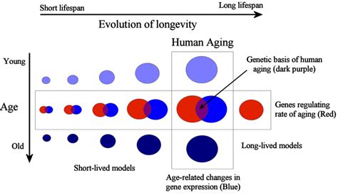 Curing Aging And The Science Of Immortality