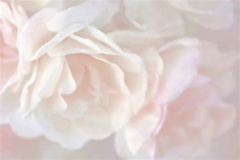 Pastel Rose Flowers Photograph By Jennie Marie Schell Fine Art America