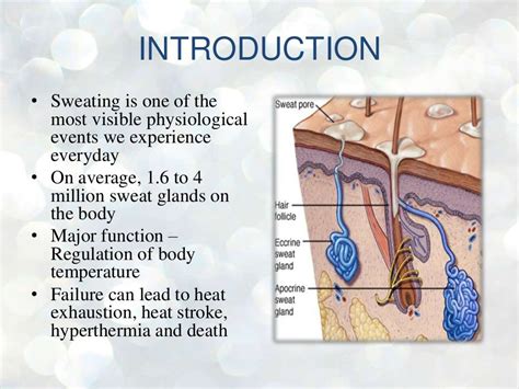 Anatomy And Physiology Of Sweat Glands