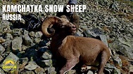 Kamchatka Bighorn Snow Sheep Hunt - YouTube