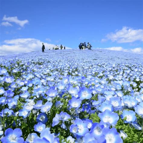 Beautiful Flowers Beautiful Scenery Blue Flowers Wild Flowers
