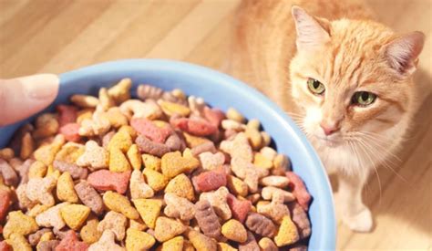 This cat food is awesome. Pilihan Terbaik] Daftar Harga Makanan Kucing Terlengkap 2021