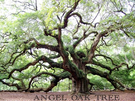 Angel Oak Tree Charleston Sc Free Pictures Angel Oak Tree