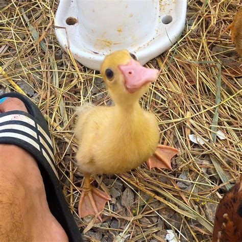 28 Incredibly Cute Pictures Every Duck Lover Will Fall For