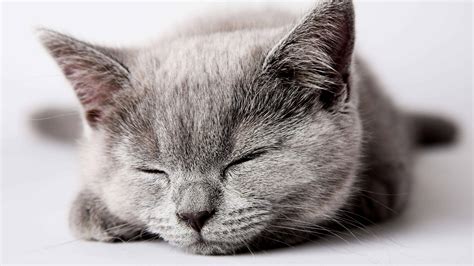 Sleeping Grey Kitten Uhd 8k Wallpaper Pixelz