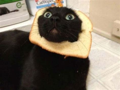 Breading Cats Is Latest Web Photo Fad Cats Cat Bread Cat Memes