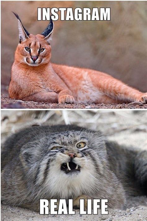 Epic Instagram Vs Real Life Hilarious Photos 16 08 Funnyanimals Cats