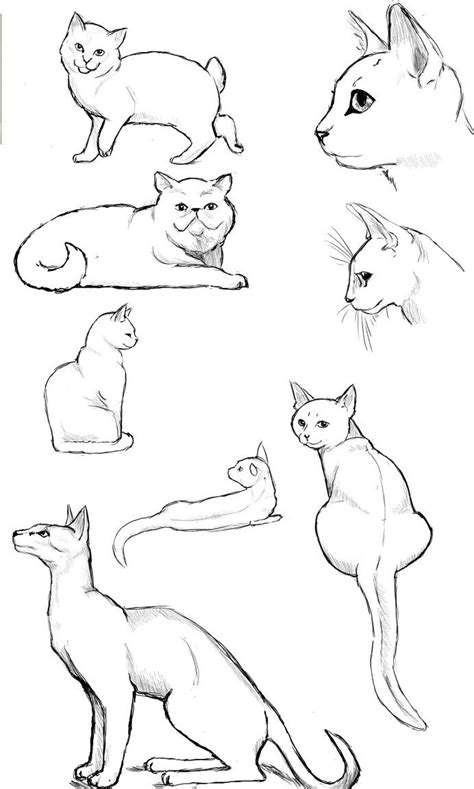 Cat Poses Study Cat Sketch Cat Anatomy Cat Drawing