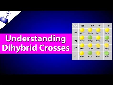 A dihybrid cross is the cross that involves parents that differ in two traits. Dihybrid Crosses — Definition & Examples - Expii