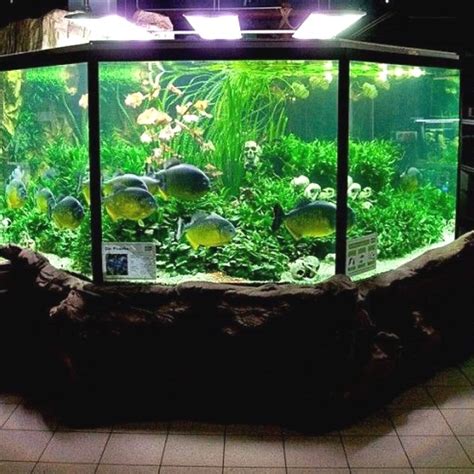 21 Best Aquascaping Design Ideas To Decor Your Aquarium Tips Inside