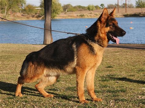 Black And Red German Shepherd Dog For Sale Zauberberg