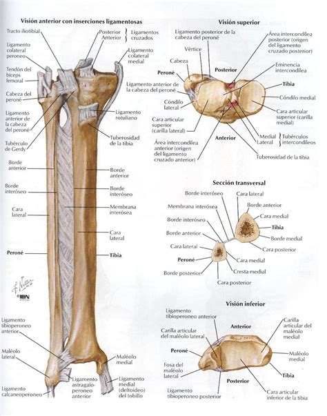 Asoterci Casc Miembro Inferior Atlas De Anatomía Anatomía Del