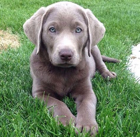 What A Cutie Silver Lab Puppies Dog Love Lab Puppies