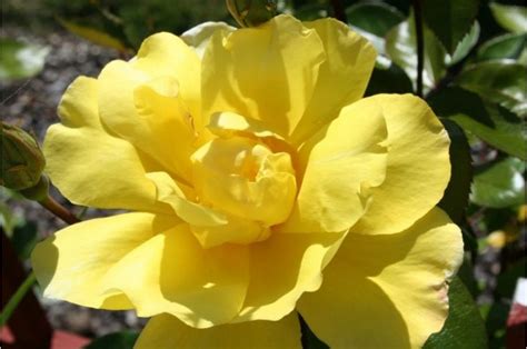 Golden Showers Climbing Rose Bushes For Sale Climbing Roses Trees