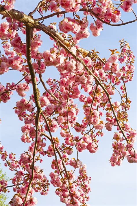 Cherry Tree Blooms Stockbild Bild Von Dekorativ Platz 41427139