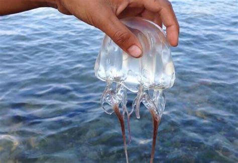 Box Jellyfish Chironex Fleckeri Jellyfish Coupe Glass Camping Hacks