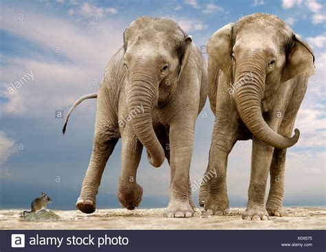 Scared Elephants High Resolution Stock Photography And Images Alamy