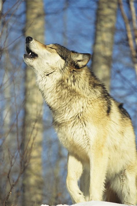 Update Gray Wolf Listed As Endangered News Blog