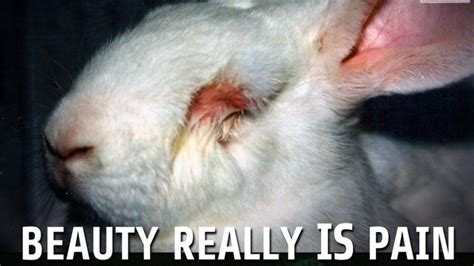 Petition · Help Stop Animal Testing In The Uk United Kingdom