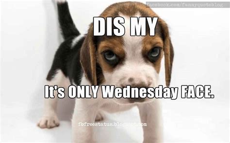Wednesday Dog Meme Ibins