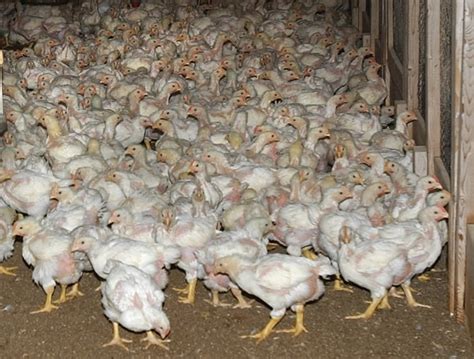 To have a professional activity in connection with nature, to live and work in the countryside, to be your own. Lean How To Start Your Own Poultry Business: - Business ...