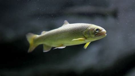 Apache Trout Facts And Information At Odysea Aquarium In Scottsdale