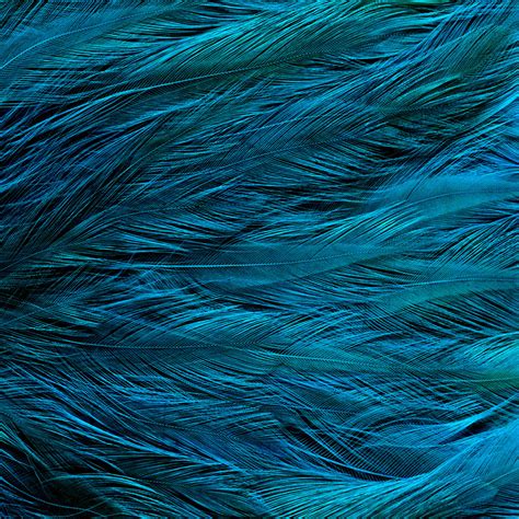 Vt31 Feather Blue Bird Texture Pattern Wallpaper