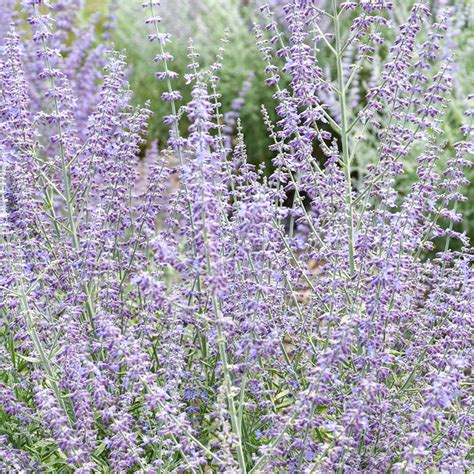 Prime Time Russian Sage Gurneys Seed And Nursery Co