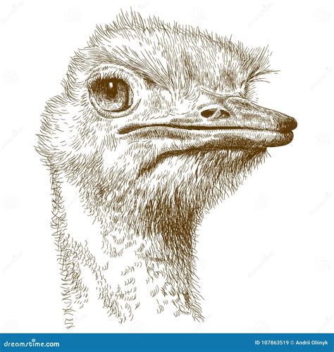 Ostrich With Head In Sand Cartoon Vector 31870771