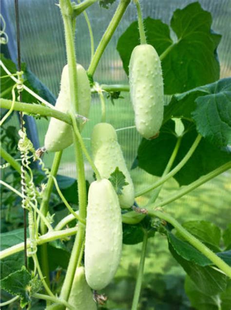 Heirloom White Wonder Cucumber Organic Vegetable Seed Garden Etsy