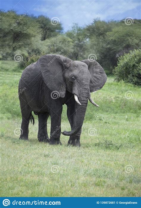 Big Bull Male African Elephant With Tusks In The African Savannah Of Tanzania Africa Stock