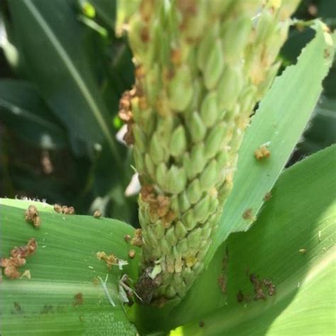 Egg Mass Of The Fall Armyworm Spodoptera Frugiperdaje Smith