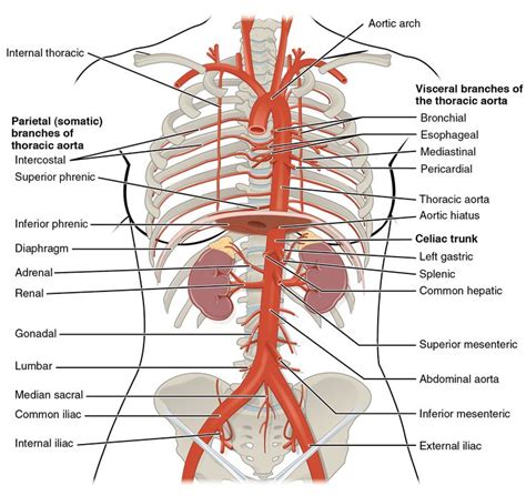 Abdominal Arterial Supply Arteries Anatomy Abdominal Aorta Anatomy