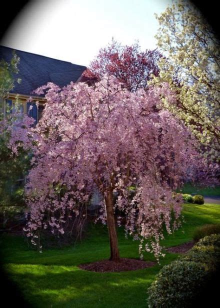 43 Ideas For Cherry Blossom Tree Garden Front Yards Beautiful Cherry